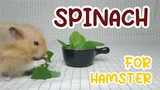 HAMSTER EATING SPINACH | HAMSTER MAKAN BAYAM