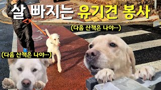 천국의 계단 왜 타요? 유기견 봉사 가면 되죠!