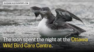 Animal rescue: saving a juvenile loon