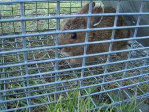 Outdoor Survival: A Rabbit In My HavaHart Trap Outdoor Survival: A Rabbit In My HavaHart Trap