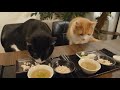 Japanese meal for cats