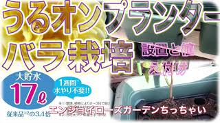 うるオンプランターでバラ栽培　設置と植え付け