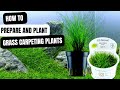 A BEGINNERS GUIDE TO AQUARIUM GRASS CARPETING PLANTS