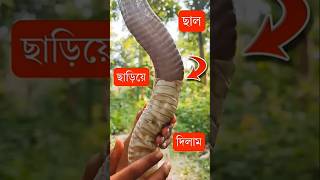 সাপ খোলস ত্যাগ করে কেনো? सांप का केंचुली | Cobra moulting its skin #naagin #snakesaverbrothers