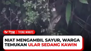 Heboh! Seorang Warga Pergoki Ular yang Sedang Kawin di Kebunnya | tvOne Minute