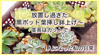 [多肉植物]放置し過ぎた黒ポット葉挿し鉢上げ〜茎長はカットで^_^1人になった私の戯言