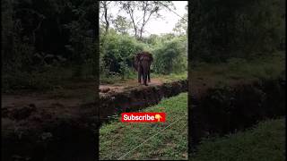 බලන්ට එයා මොනවද කියන්නේ කියලා |😅😂😱|Elephant | animals |Sri Lanka|🥰❤🔥🐘|#shorts#jeewanthapradeep#viral