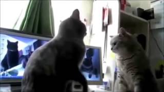 HD | Funny cat Most Hilarious Videos