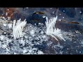 フロストフラワー（西岡公園月寒川）　i saw frost flowers at tsukisamu river in nishioka park.