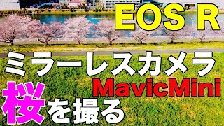 EOS R ミラーレスカメラで桜を撮る  RF70-200F2.8の実力発揮！  Mavic Miniも風ある時にギリ使えます