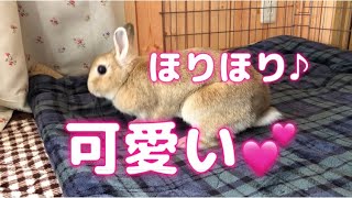 ほりほりしながらトンネル遊びをする可愛いうさぎ🐰No.56  はなちゃんとの日々