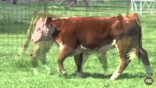 2016 HerefordSteers com Tag 517C