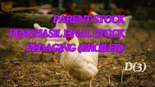 PARENT STOCK PENGHASIL FINAL STOCK PEDAGING