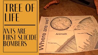 The Tree of Life:  Are Ants First Suicide Bombers?🤨