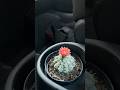 I never knew a cactus flower will bloom from it #cactus tus