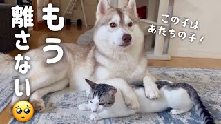 【立場逆転？！】子猫から甘えられるようになって戸惑うハスキー犬