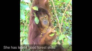 A Chance Encounter with Casey the Orangutan