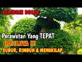 Tips on How to Take Care of Dollar Banyan Garden Bonsai Leaves to Stay Fertile