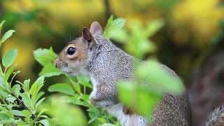 @tamilraja2025  #அணில் ஒரு மரத்தில் அமர்ந்துள்ளது #The squirrel is sitting on a tree #short