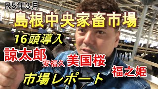 R5年3月島根中央子牛市場！16頭導入！良き子牛は買えるのか?！＃島根和牛＃近江牛＃亀井牛＃諒太郎＃美国桜＃福之姫＃安福久＃かめこうチャンネル