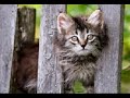 Don't Fence Me In - by ELLA !