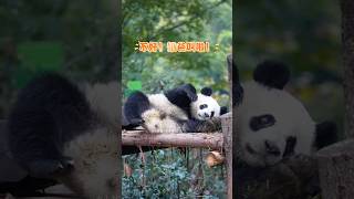 24.12成都基地～园润家四狗润洋，小朋友你青团耍得不錯喔！ #giantpanda #熊猫宝宝 #大熊猫 #大熊貓 #greatpanda