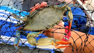 Going Crabbing In New Jersey - Wildwood