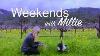 Weekends with Millie (Episode 1: Exploring Morro Bay)