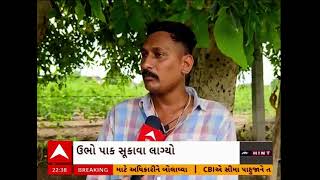 Amreli Farmers | Crisis on farmers in Amreli, disease in Magaffi-Cotton crop, crop started drying up