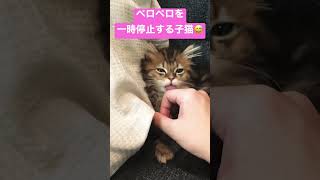 #shorts #猫 #子猫 #cat ペロペロ中に一瞬、舐めるのをやめる子猫（笑）