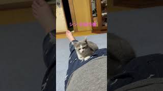 ネコと子ネコとおじさん　シン・お股当番誕生？　#shorts #cat #cats #猫 #保護猫 #子猫