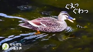 カルガモの鳴き声（さえずり？地鳴き？）01【野鳥の鳴き声図鑑】身近な生き物語 birdsong Eastern Spot-billed Duck / Anas zonorhyncha