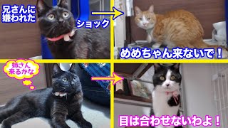 ＜2匹の猫通信＞「ほっこりライブ」暴れん坊めめちゃんにハッチとマックはタジタジ！ママが遊んであげるよ2020 04 30- Cat Live Stream in Japan - Cat Life TV