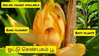 அதிகமாக வாசனை தரக்கூடிய செண்பகம் பூ செடி பற்றி விளக்கம் || ONLINE ORDERS AVAILABLE || BEST PLANTS