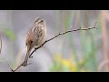 ホオジロ meadow bunting のメスの変わった鳴き声、破裂音