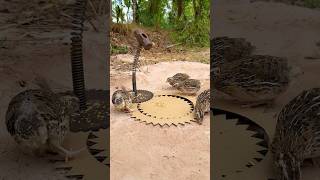 Create Amazing Bird Trap = Bird Trap #bird trap  technique #shorts