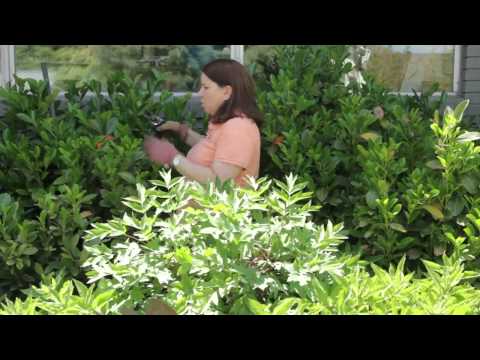 How to Prune an Overgrown Laurel How to Prune an Overgrown Laurel