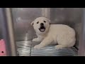 Scared Puppy Crying Continuously for 4 Days In The Vet & Miraculous Change After Being Cuddled