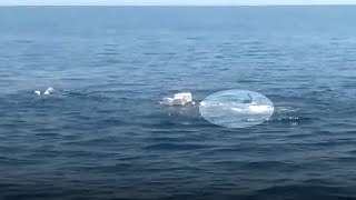 Una pareja ve una basura extraña moviéndose en el mar. Debajo hay un animal que necesita ayuda