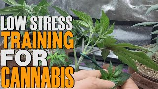 HOW TO LOW STRESS TRAIN CANNABIS PLANTS  (LST)