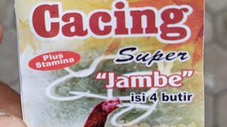 mencoba obat cacing jambe #ayam #obatayambangkok #ayambangkokklasik #ayambangkokimport