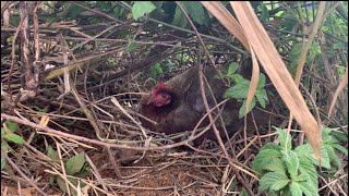 巣ごもりちゃん。どこに隠れているでしょうか？と、首の羽根をむしられる僕ちゃん。