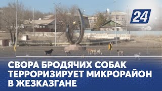 Свора бродячих собак терроризирует микрорайон в Жезказгане