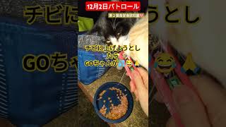 【12月2日パトロール】第２猫食堂食欲旺盛🩷🙏