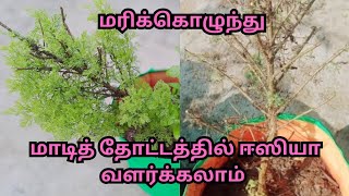 மரிக்கொழுந்து( Davana plant)செடி மாடித்தோட்டத்தில் வளர்ப்பு மற்றும் பராமரிப்பு முறை