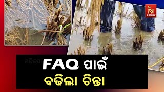 Jagatsinghpur Hit Hard: Hectares of Mature Paddy Fields Wiped Out by Devastating One-Day Downpour