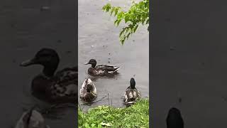 Rainy Day 🌧️ Cute Ducks - 雨降り 湖の カモ #shorts #birds #野鳥