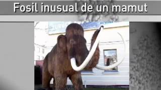 Encuentran inusual fósil de mamut en Creta