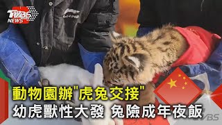 動物園辦「虎兔交接」 幼虎獸性大發 兔險成年夜飯｜TVBS新聞 @TVBSNEWS02