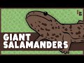 Extinction, A Pyramid Scheme, & The World's Largest Salamander